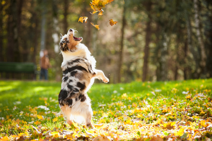 dog playing in leaves
