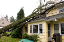 tree falling through house