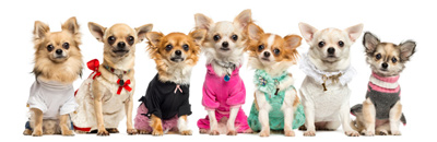 Dogs in clothes